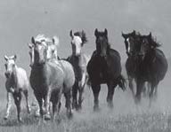 Taming Wild Horses: A Study of Animal Dream Symbolism & Male Sexuality (Part 1)